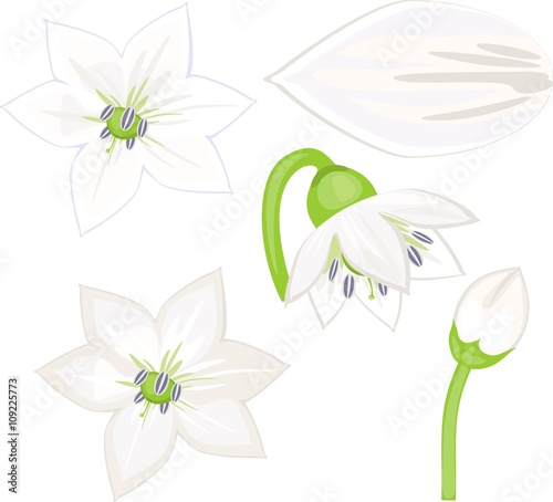 Bilde på lerret pepper flowers set