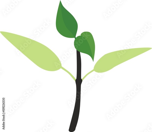 sprout