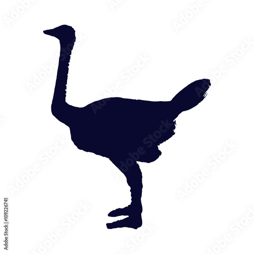 ostrich 