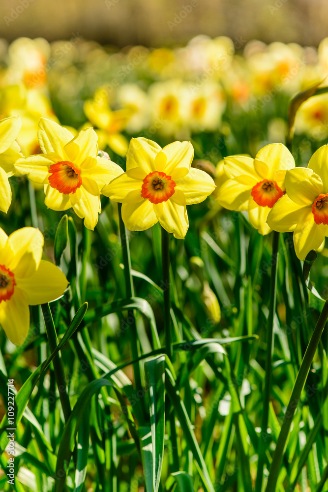 Fototapeta premium Daffodils closeup. Field with yellow daffodils