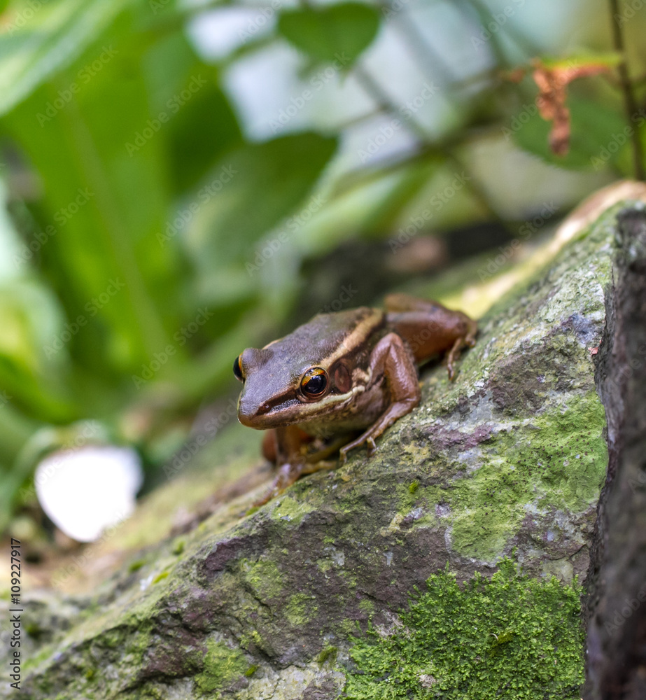 Obraz premium Frog in a garden