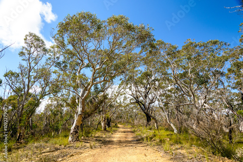 trekking path to Baltzer Lookout and Hanging Rock, surrounded by eucalyptus trees, Blue Mountains