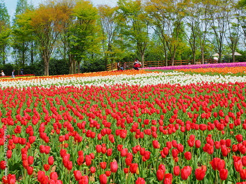 Wallpaper Mural チューリップ畑の観光 Torontodigital.ca