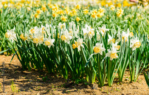 Daffodils closeup. Field with white and yellow daffodils, shallo