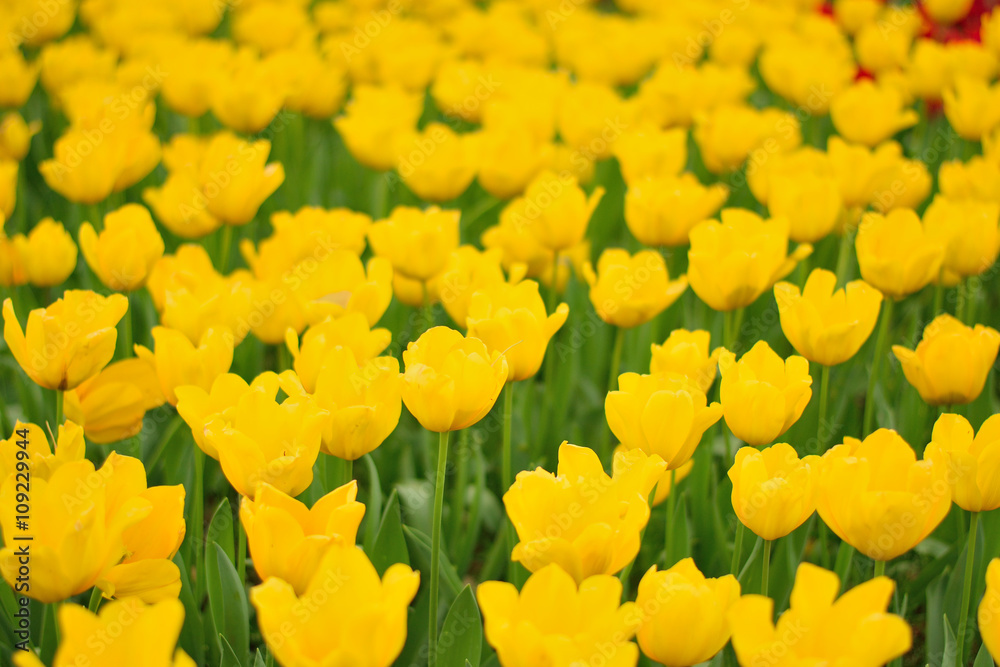 A bright yellow tulip flower background in natural surroundings A bright yellow tulip flower background in natural surroundings