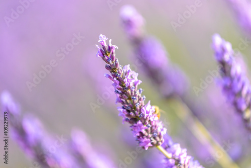 lavender flower around Valensole, Provence