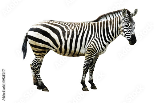 Fototapeta Naklejka Na Ścianę i Meble -  Zebra isolated on white background, cutout