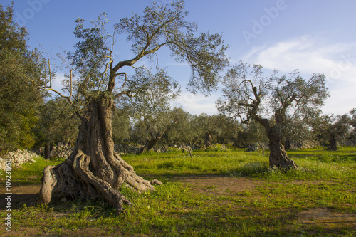 Olive trees. Salento, Puglia, Italy
