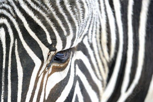 Close up of a zebra