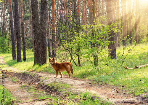 Wild dog in the spring forest