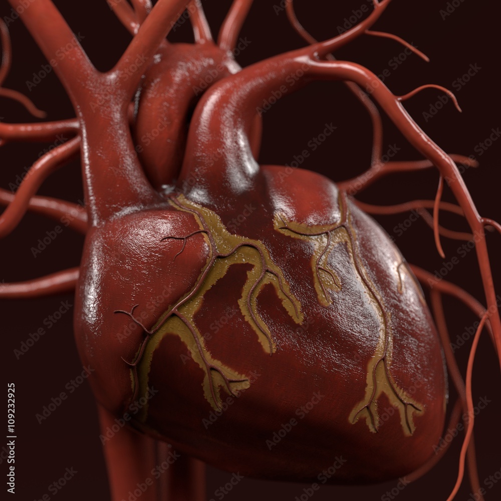 3d renderings of human circulatory system