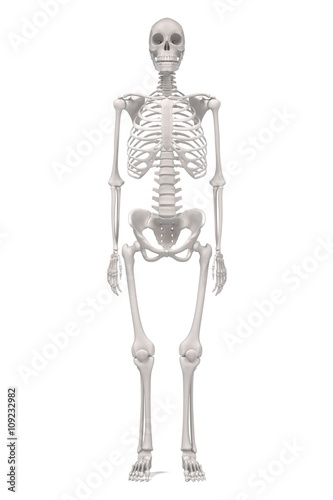 3d renderings of female skeleton © bescec