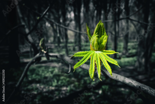 Foto Image of the burgeoning buds of chestnut leaves