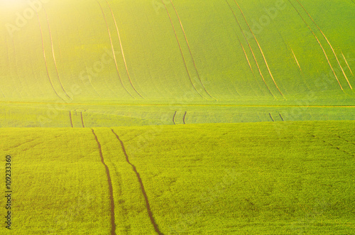 Sunny green wavy grass field suitable for backgrounds or wallpapers, natural seasonal landscape. Southern Moravia, Czech republic