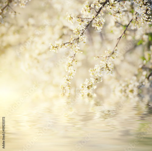 Blossoming of plum flowers in spring time with sun rays and  water reflection, natural seasonal floral background © Roxana