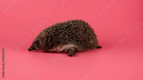 Cute Hedgehog looking around and go away to the right, isolate on pink background, ready to keying photo