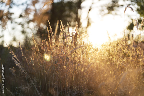 Close-up of dry grass during sunset