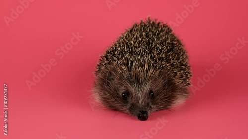 Hedgehog looking forward and sniffing, closeup, isolate on pink background, ready to keying photo