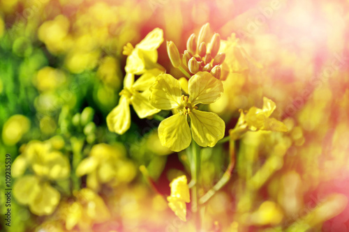 Summer landscape. Yellow flowers winter cress