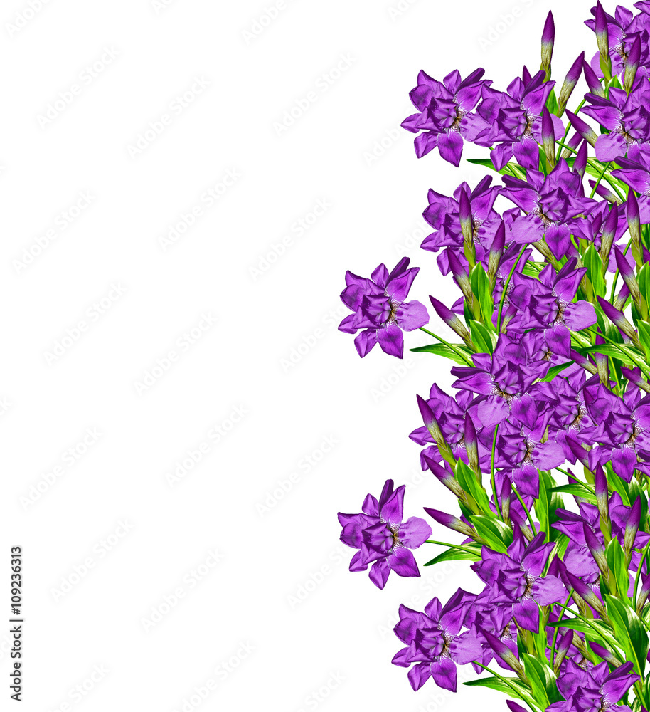 spring flowers iris isolated on white background. beautiful flo spring flowers iris isolated on white background. beautiful flo
