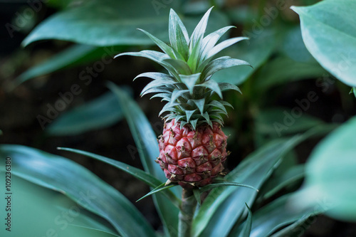 Baby pineapple growing on a red plant 