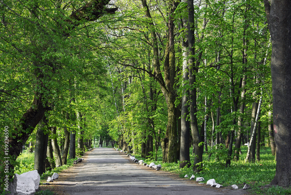 path on the asphalt road through the green wood