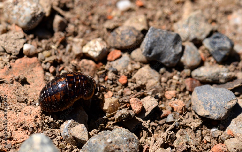 porcellino di terra (armadillidium vulgare) porcellino di terra (armadillidium vulgare)