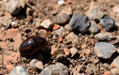 porcellino di terra  armadillidium vulgare 