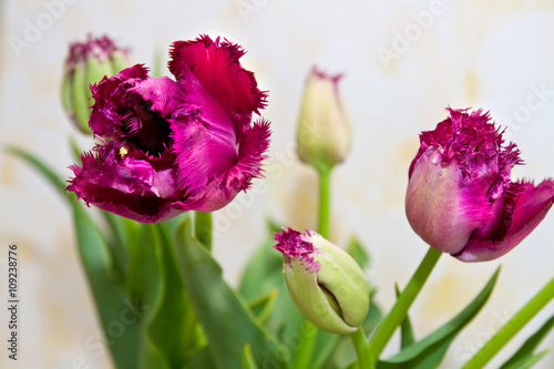 Gefranste Tulpen