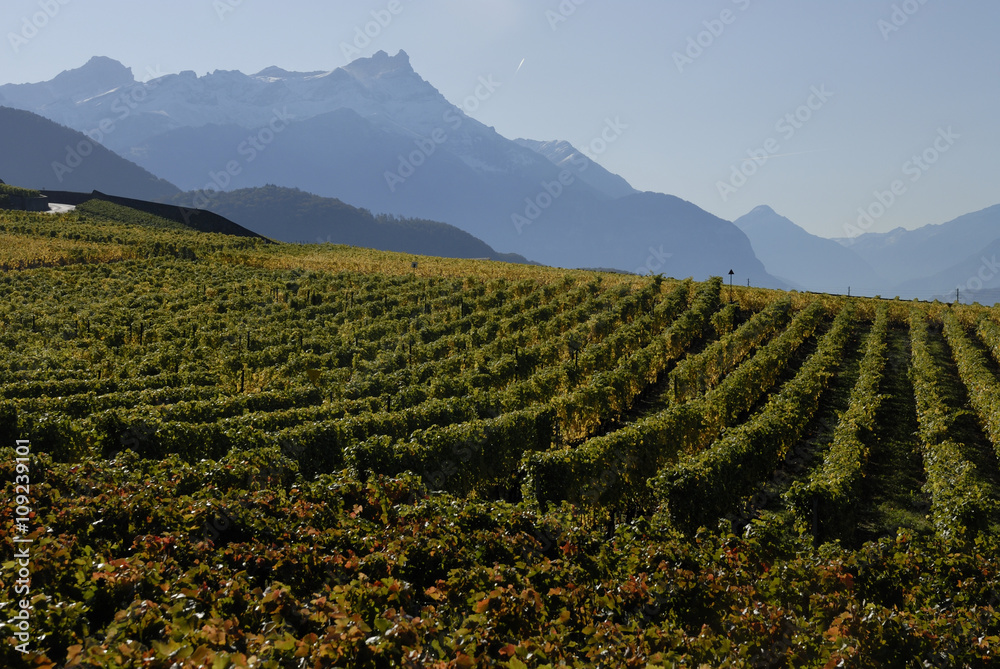 Vignoble Suisse, région Yvorne  (Vaud