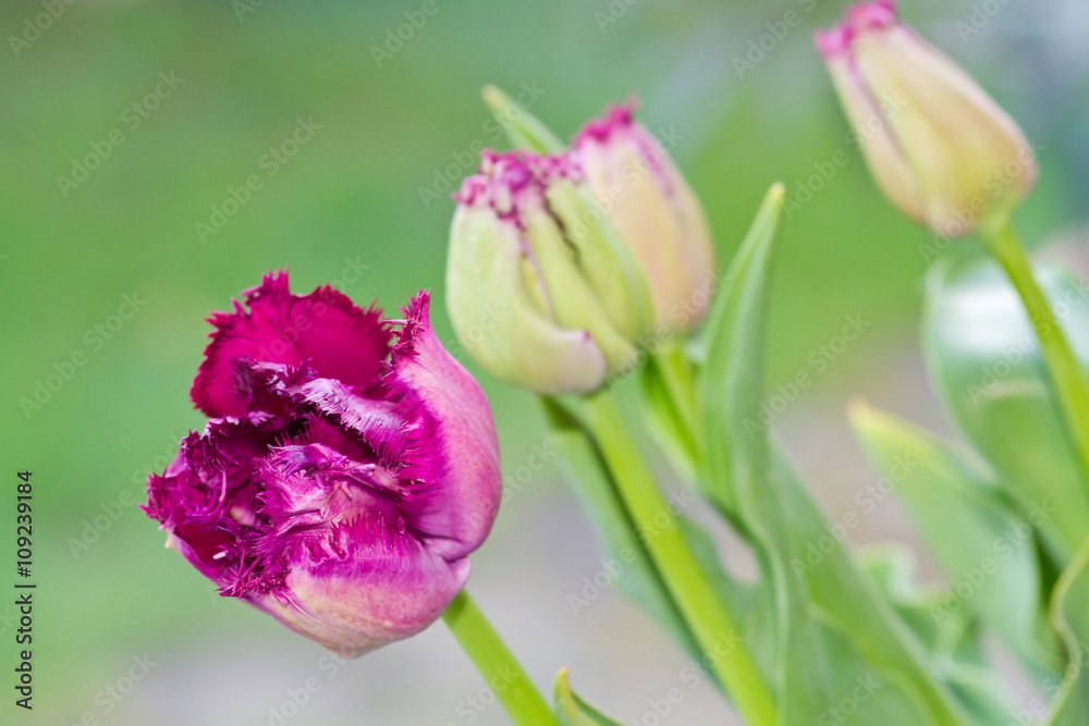 Fototapeta premium Gefranste Tulpen