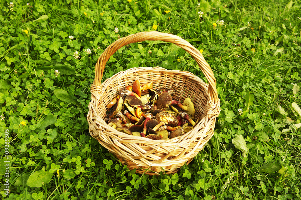 Clay pot full of walnuts. Green grass lawn background Clay pot full of walnuts. Green grass lawn background