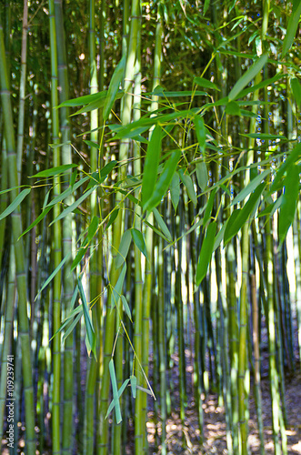 Bambusblätter 