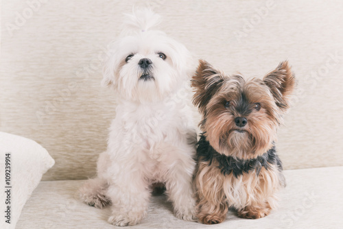 Two dogs on sofa