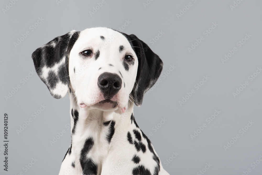 Dalmatian portrait looking to the right on a grey background