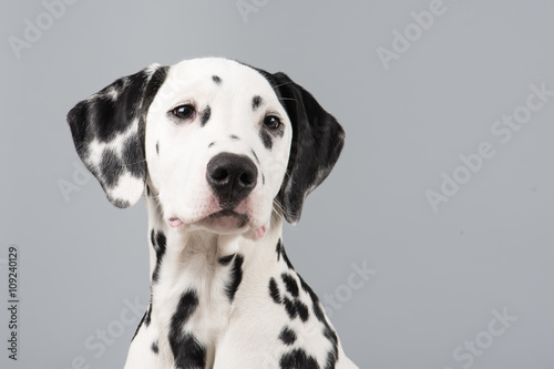 Dalmatian portrait looking to the right on a grey background © Elles Rijsdijk