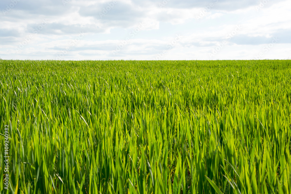 Young sprouts of wheat in a field in spring Young sprouts of wheat in a field in spring