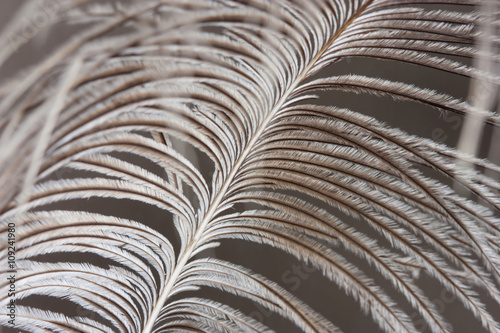 Ostrich feather. Macro.