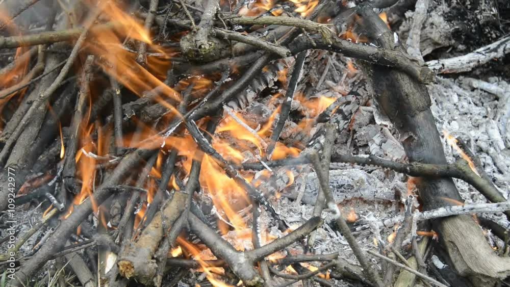 Burning wood, campfire macro video, close up of burning forest Burning wood, campfire macro video, close up of burning forest