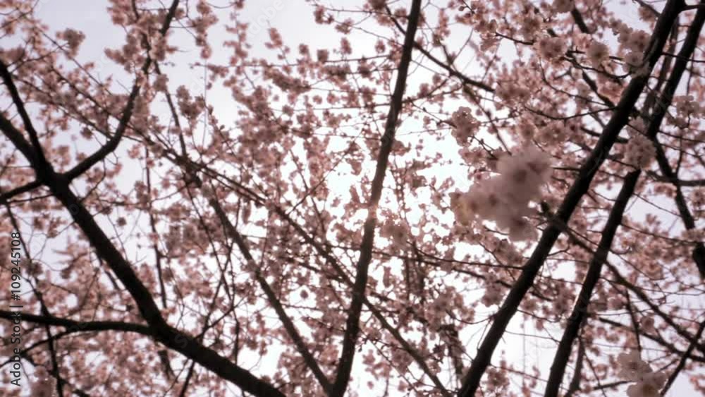 Cherry blossoms in bloom with sunlight Cherry blossoms in bloom with sunlight