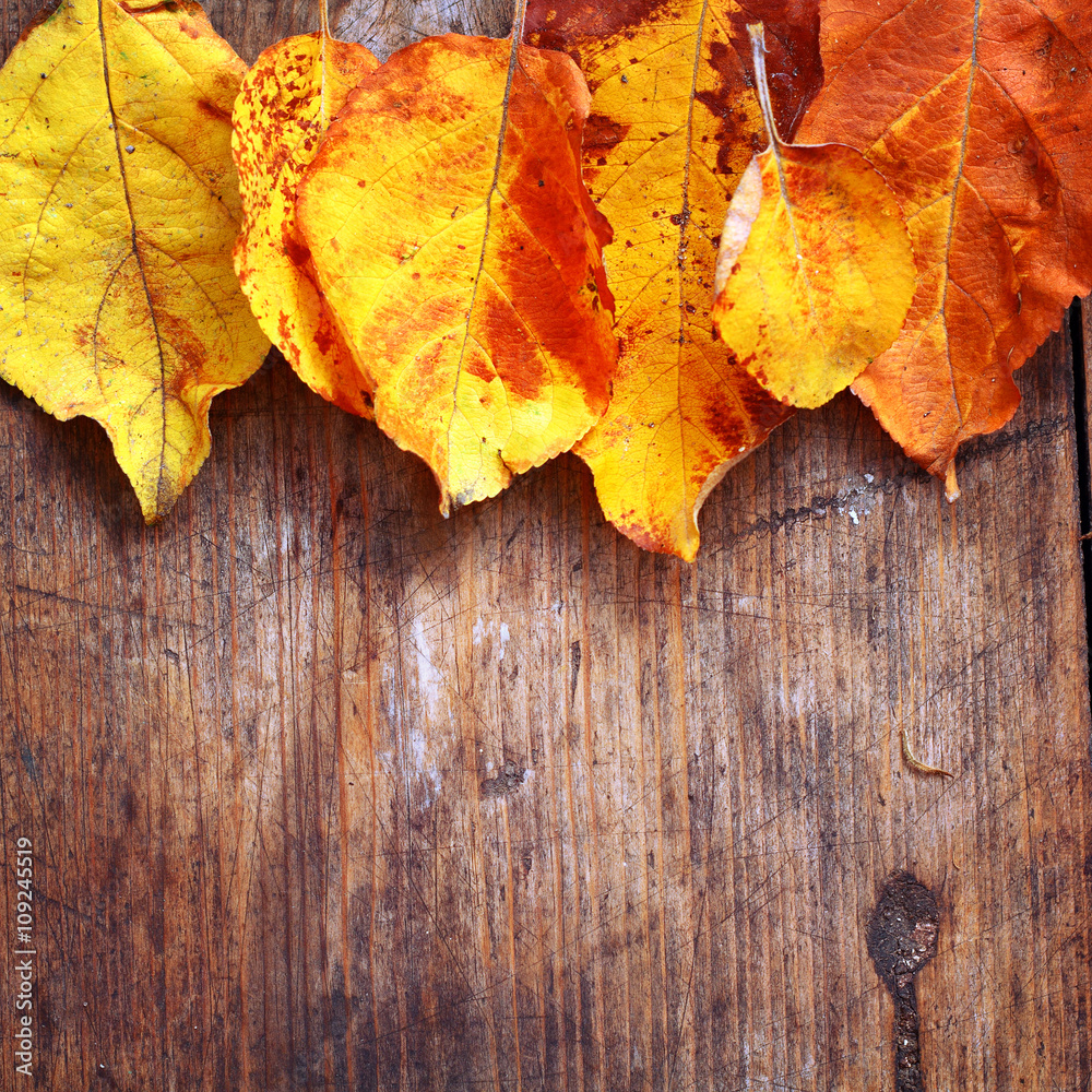 Bright yellow autumn leaves on wooden background