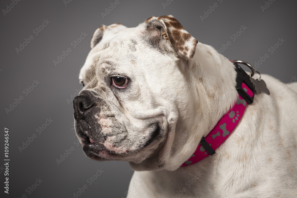 Bulldog portrait.