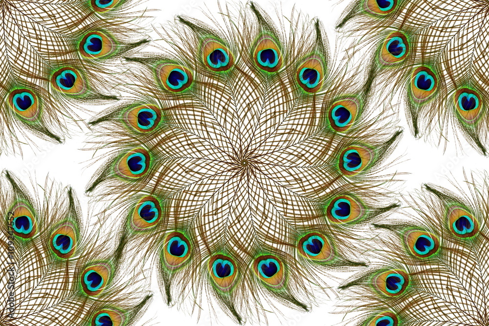 Obraz premium Beautiful peacock feathers as background with text copy space