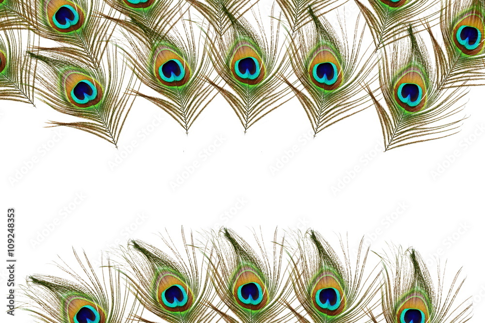 Obraz premium Beautiful peacock feathers as background with text copy space