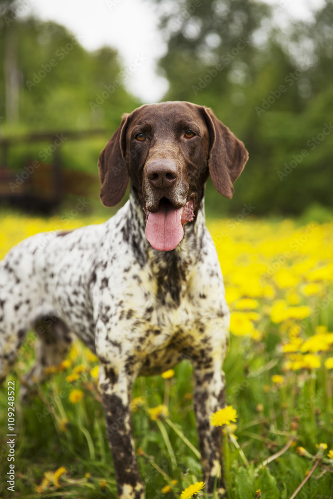 Hunting dog running on meadow Hunting dog running on meadow