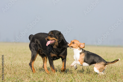 Two dogs playing on meadow