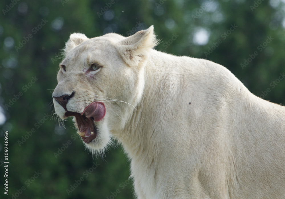 Fototapeta premium Beautiful background with the dangerous white lion