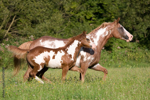Appaloosa mare with foal running on meadow
