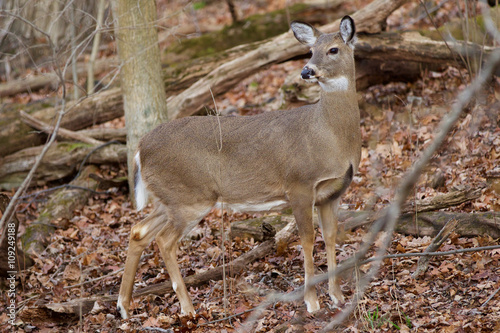 Beautiful photo with a deer