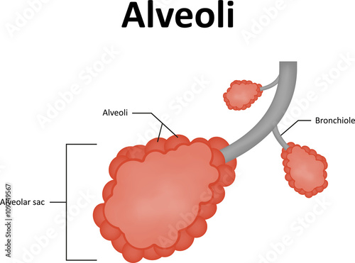 Alveoli Labeled